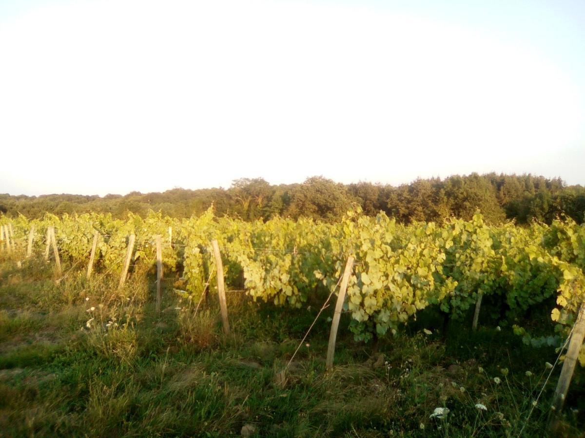 Mas Des Vignes Piscine Chauffee Bed & Breakfast Le Champ-Saint-Pere Exterior foto